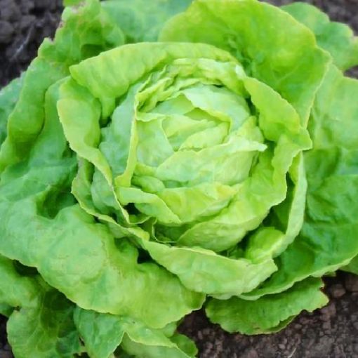 Xà Lách Búp Mỡ 1kg Tươi Ngon, Giàu Dinh Dưỡng - Ảnh 2