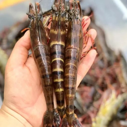 Tôm Sú Quảng Canh Size 18/kg (1kg) - Ảnh 2