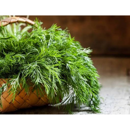 Thì Là Tươi Nguyên Cành (1kg) - Hương Vị Tự Nhiên - Ảnh 3