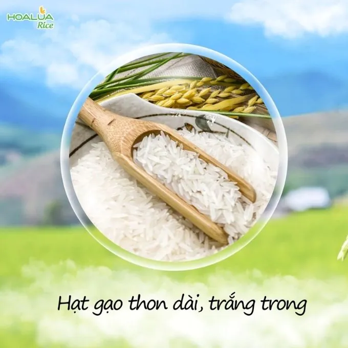 Gạo ST25 Hoa Lúa 2kg Dẻo Mềm, Thơm Ngon Chuẩn Gạo Ngon Thế Giới - Ảnh 4