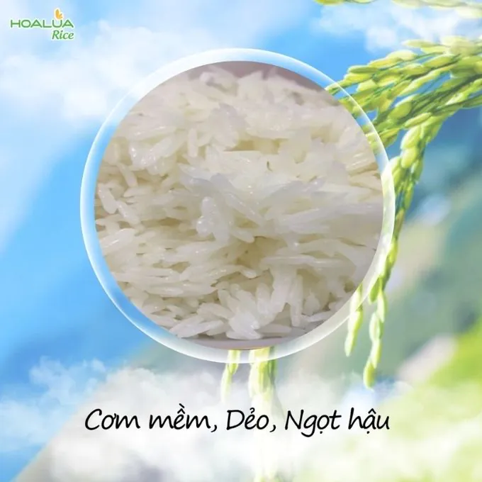 Gạo ST25 Hoa Lúa 2kg Dẻo Mềm, Thơm Ngon Chuẩn Gạo Ngon Thế Giới - Ảnh 5